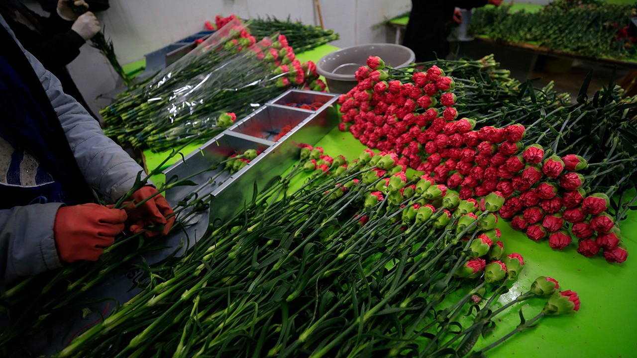 Türkiye’den 73 ülkeye 140 milyon dolarlık çiçek ihracatı