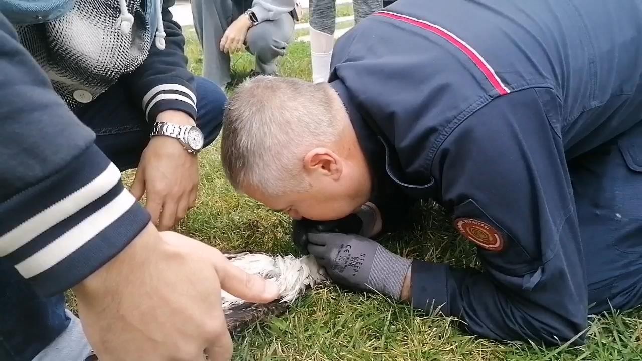 İtfaiye erinin suni teneffüs yaptığı martı kurtarılamadı