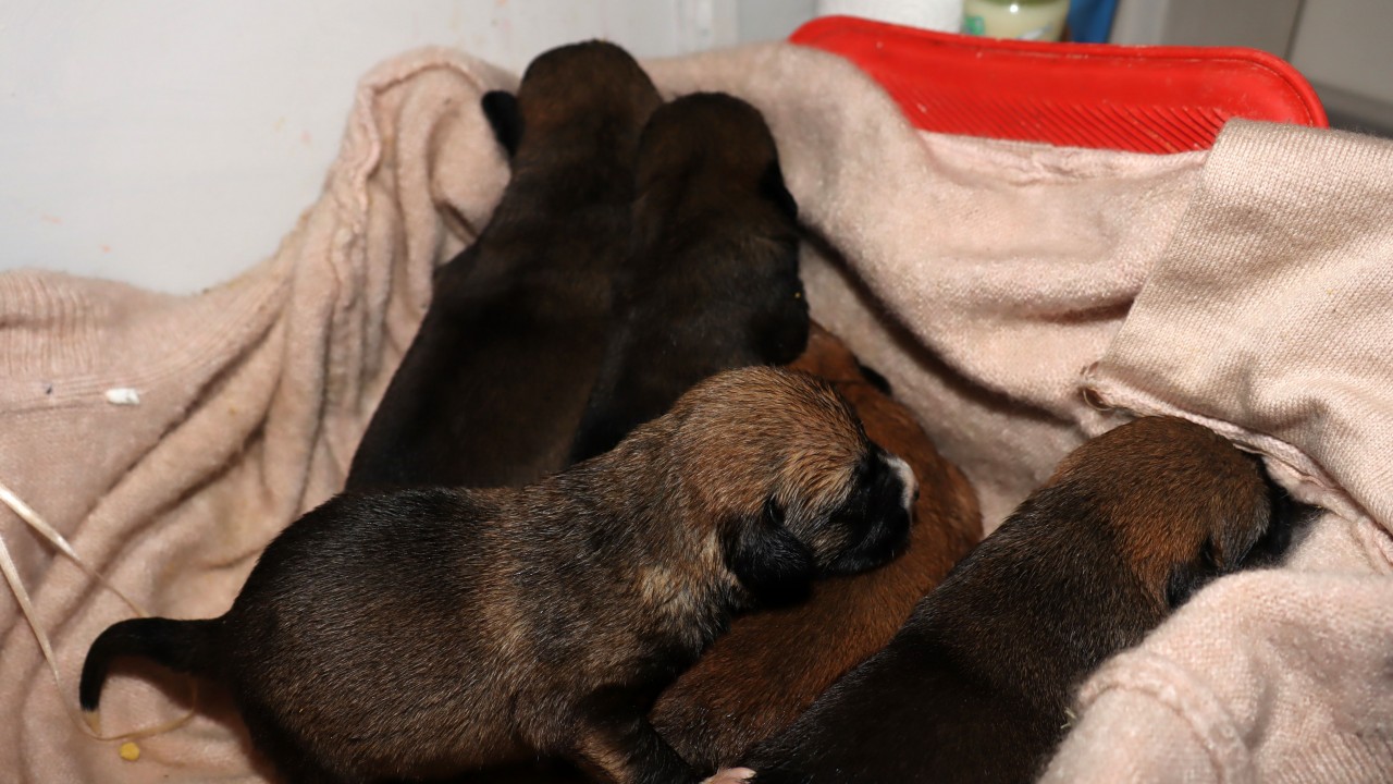 Temizlik işçileri çöp konteynerindeki kolide 5 yavru köpek buldu