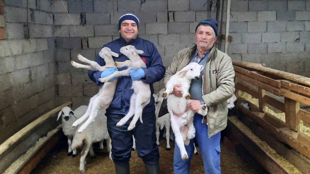 Anaç koyun keçi desteği tespit çalışmaları sürüyor