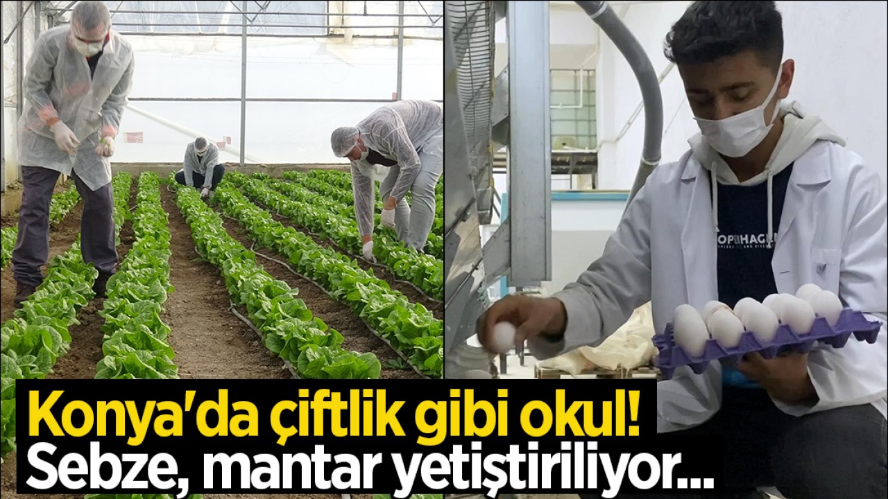 Konya'da çiftlik gibi okul! Sebze, mantar yetiştiriliyor