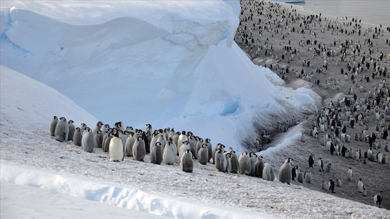Güney Kutbu'nda 4 yeni imparator penguen kolonisi keşfedildi