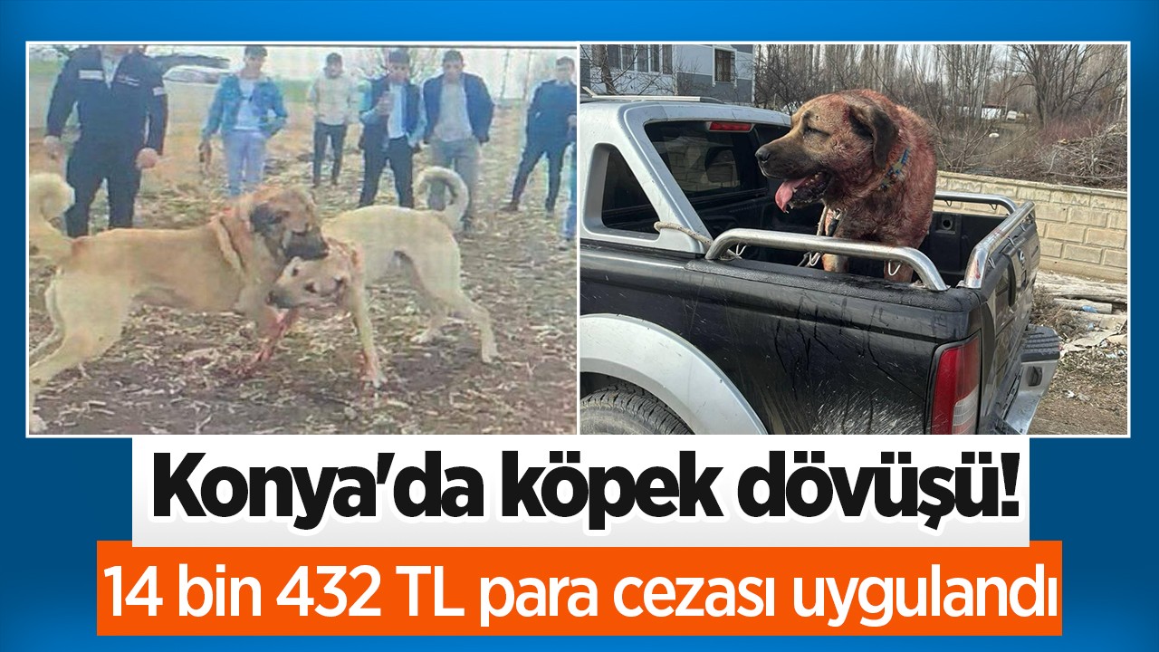 Konya’da köpek dövüşü yaptıran 2 kişiye 14 bin 432 TL para cezası