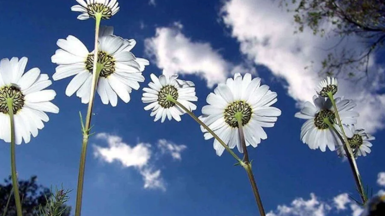 İlk cemre düştü mü, cemre ne zaman düşecek? 2024 cemre düşme tarihleri