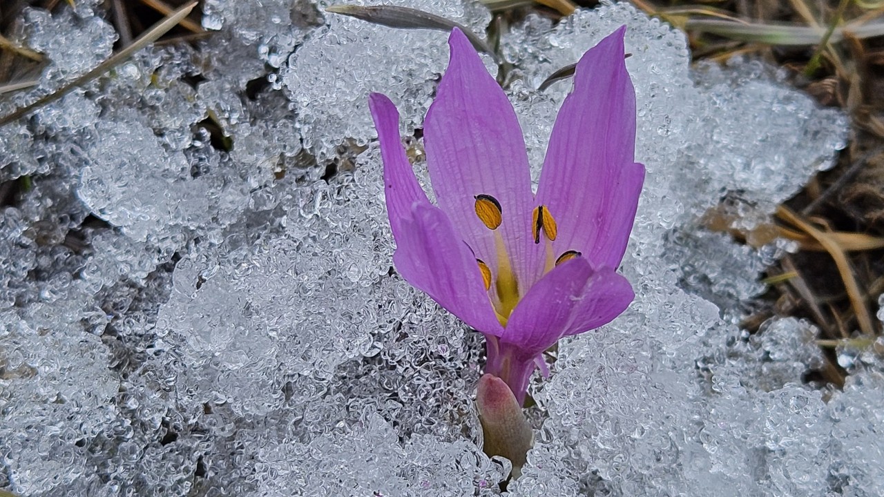 Baharın müjdecisi ’kar çiçekleri’ açtı