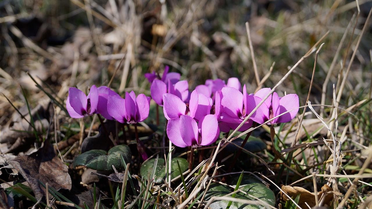 Menekşeler bu yıl erken çiçeklendi