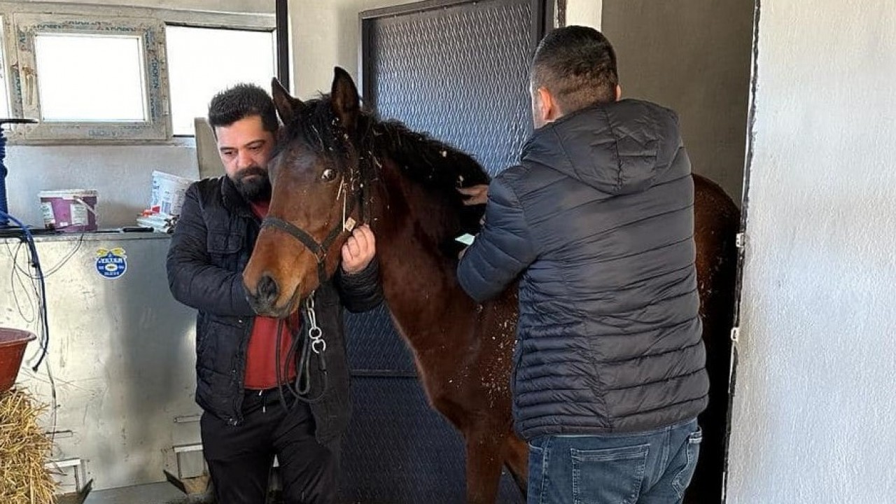 Beyşehir’de rahvan cinsi atlar sağlık taramasından geçirildi