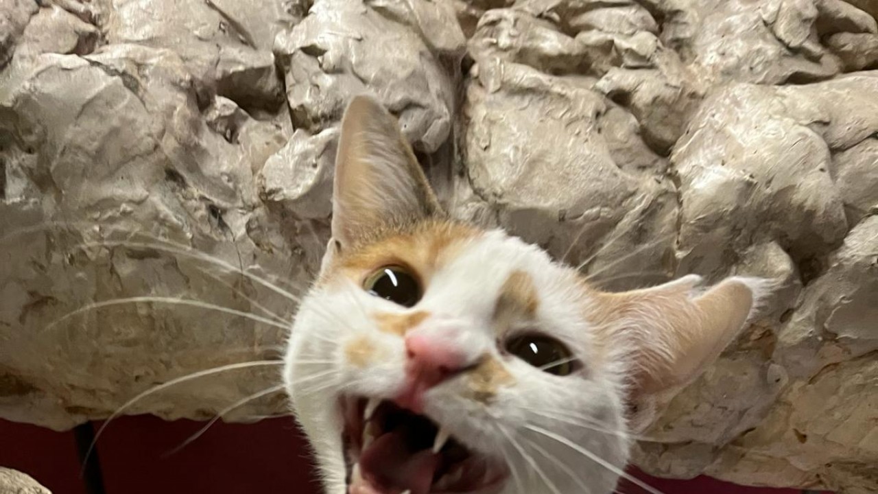 Kedi tırmığı hastalığına dikkat; görme kaybına yol açabilir