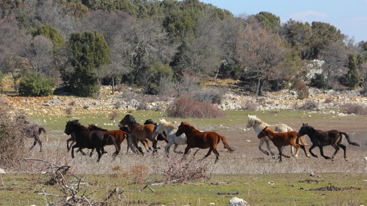Konya'da doğa tutkunları yaban atlarının izlerinden yürüdü