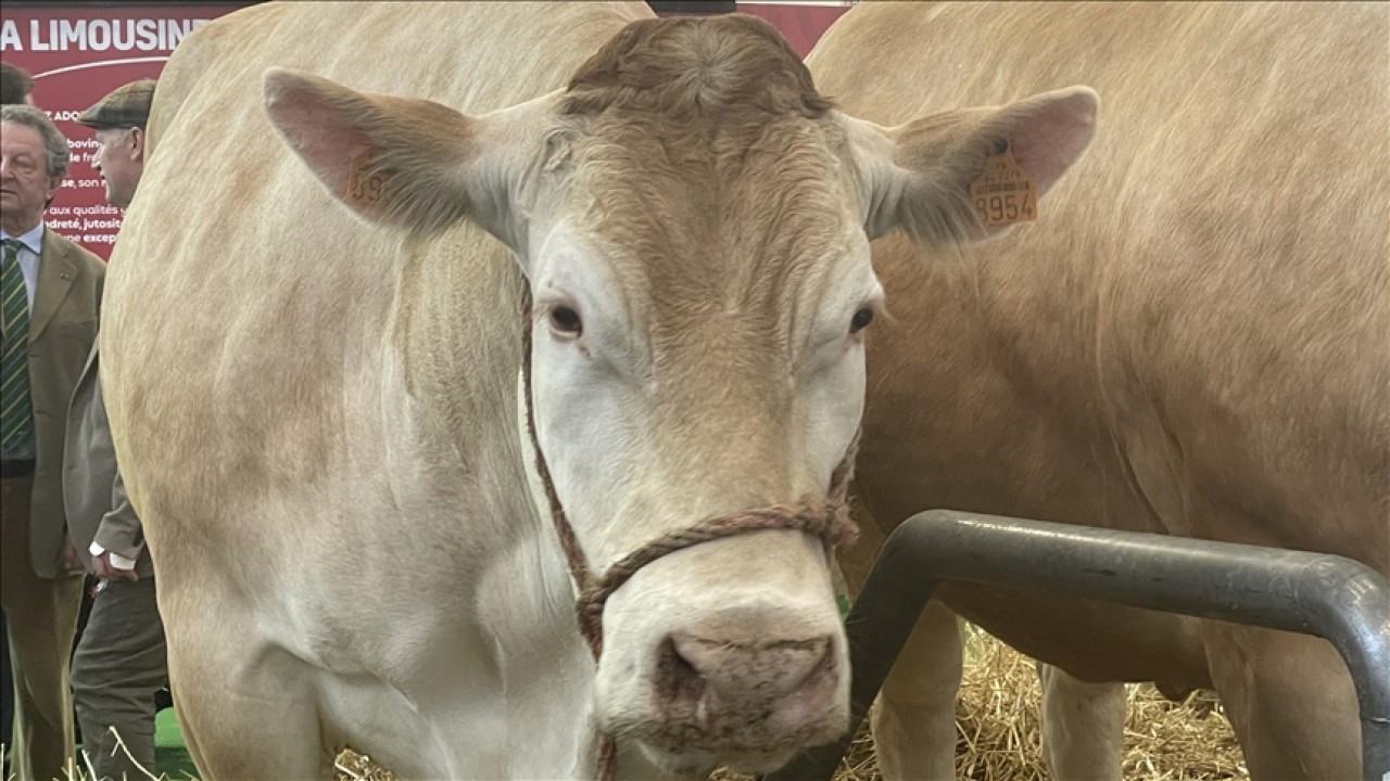 Geleneksel tarım fuarında 990 kilogramlık inek 17 bin avrodan alıcı buldu