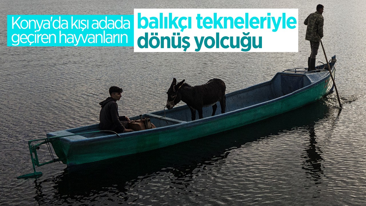 Konya'da kışı adada geçiren hayvanların balıkçı tekneleriyle dönüş yolcuğu