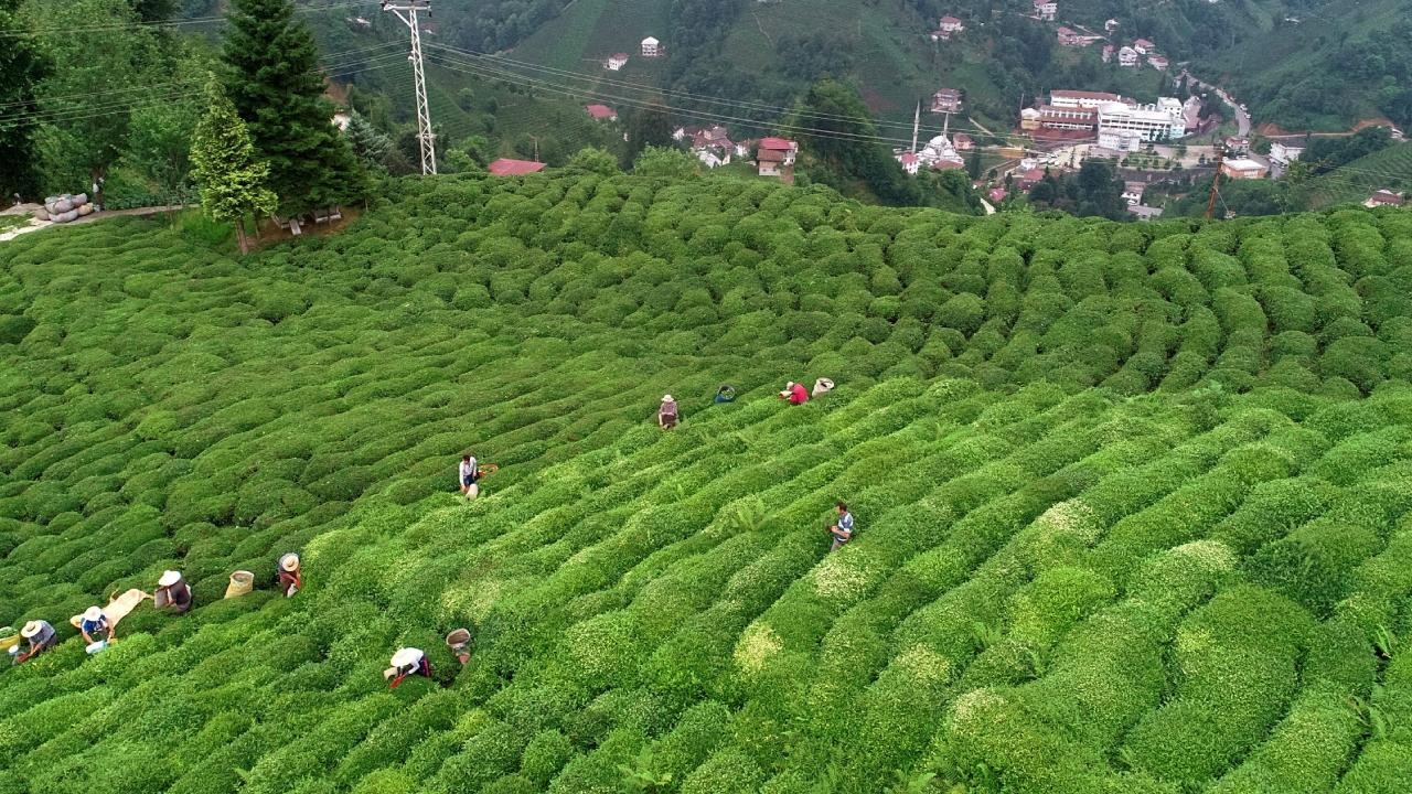 Çay ihracatı her geçen gün artıyor! 6 milyon doları aştı