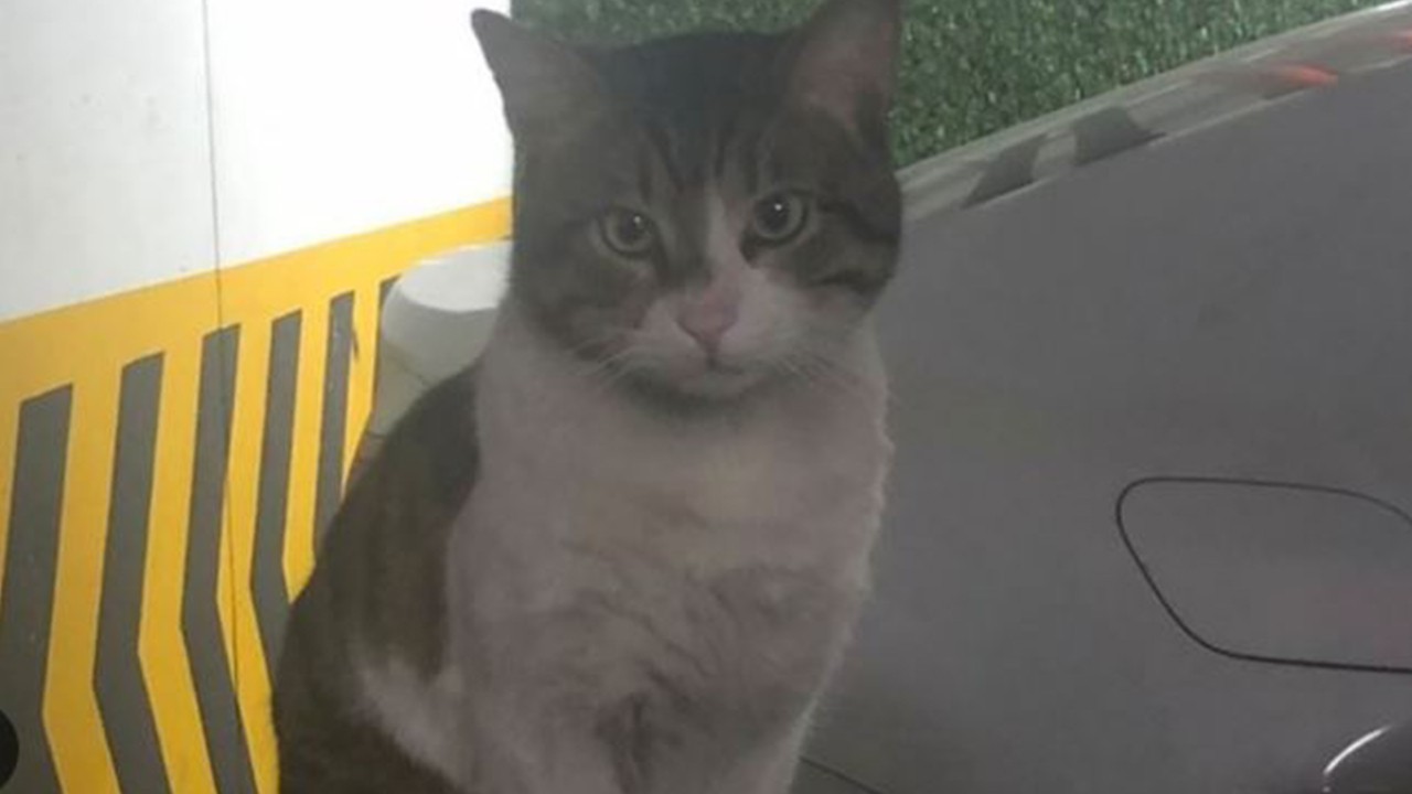 İşkenceyle katledilen  Eros'un katili İbrahim Keloğlan'ın cezası belli oldu!