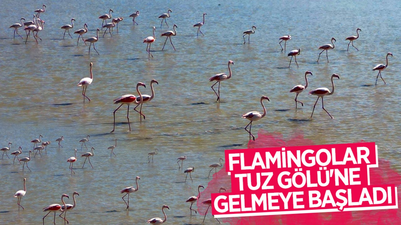 Flamingolar Tuz Gölü’ne gelmeye başladı