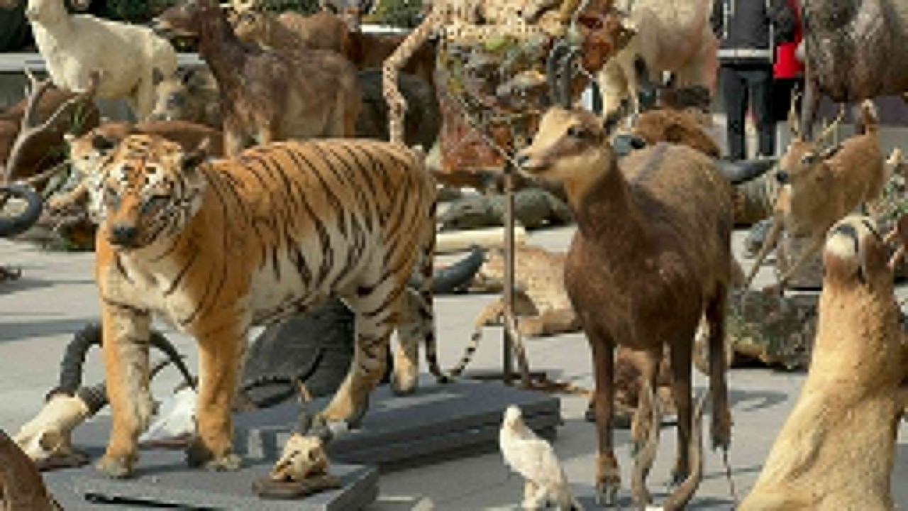 85 yaşındaki avcının kaçak hayvan müzesi; Anadolu Kaplanı’nı vurdu, Çizgili geyik için 2 hafta ağaçta kaldı