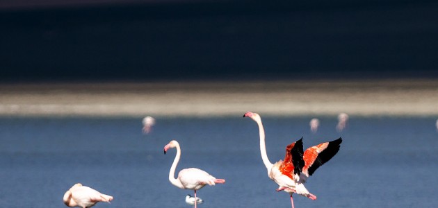 Flamingoların yaşam alanlarından Düden Gölü’nde su çekildi