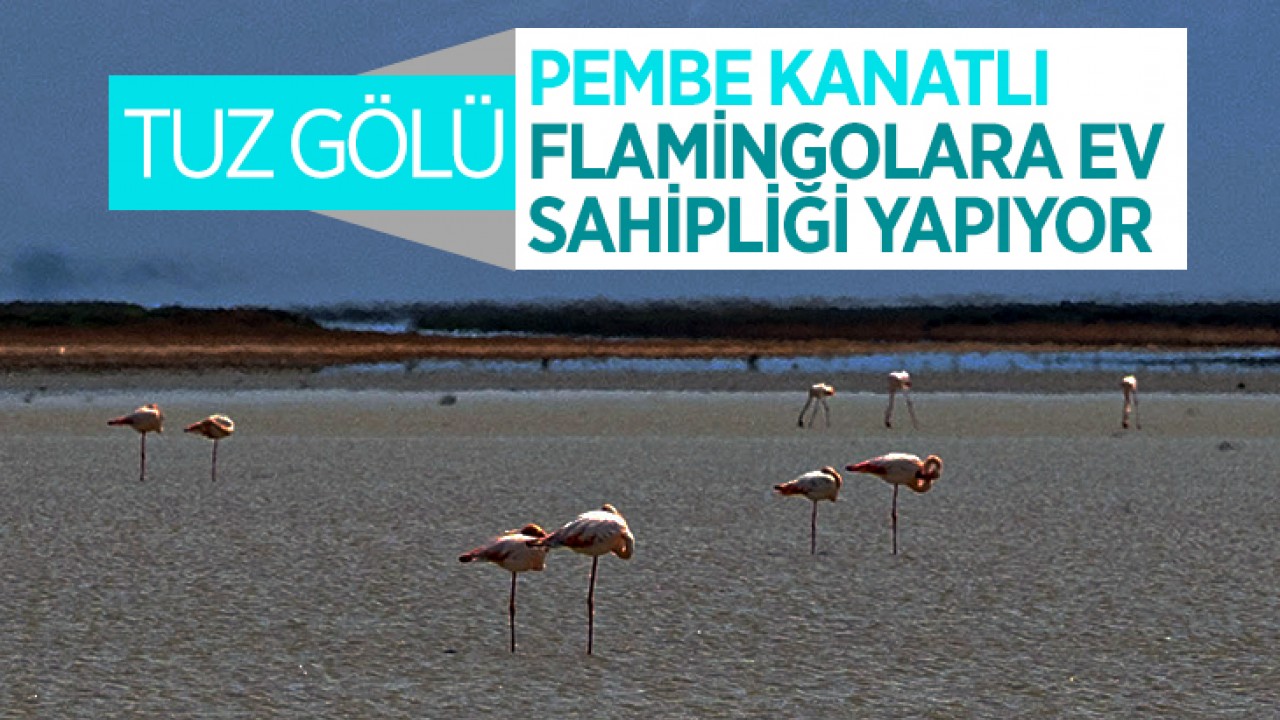 Tuz Gölü pembe kanatlı Flamingolara ev sahipliği yapıyor