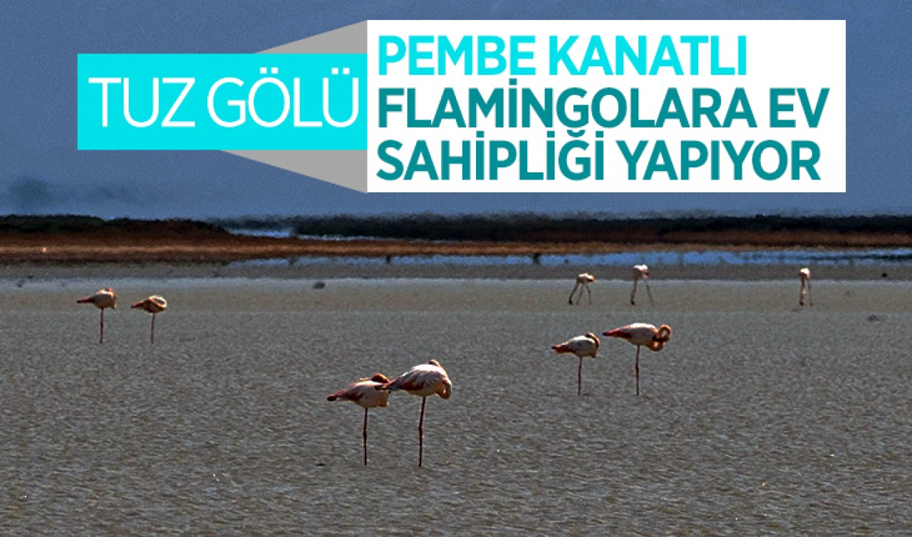 Tuz Gölü pembe kanatlı Flamingolara ev sahipliği yapıyor