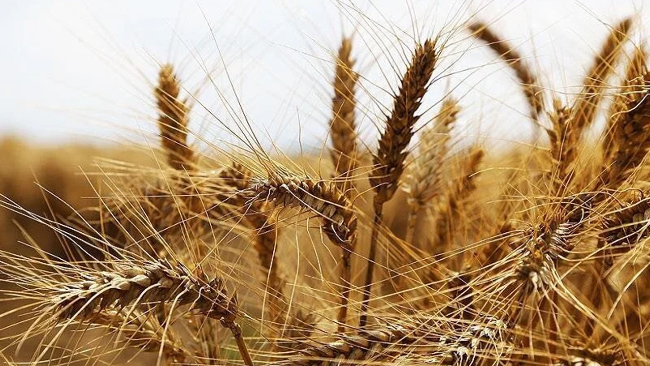 Türkiye buğday unu ihracatında 10 yıldır zirveyi bırakmıyor