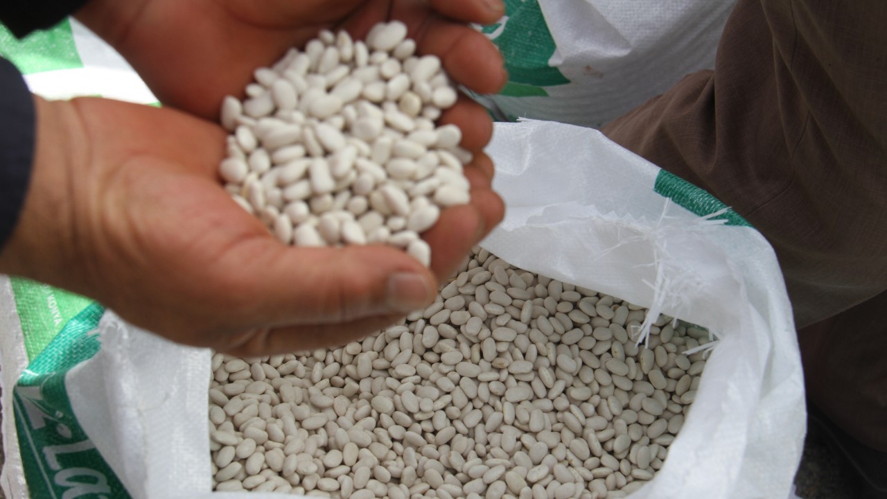 Konya’nın 10 ilçesinde  sertifikalı tohum dağıtılıyor: Tam 58 bin 700 kilo çiftçilerle buluşturuldu