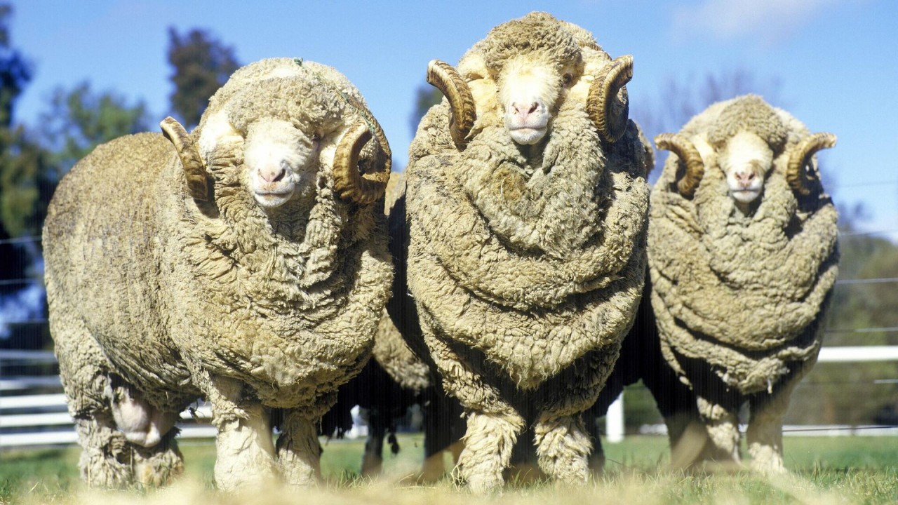 Merinos Koyunları Bu Yöntemle Dördüncü Haftada Ayırt Edilecek! 