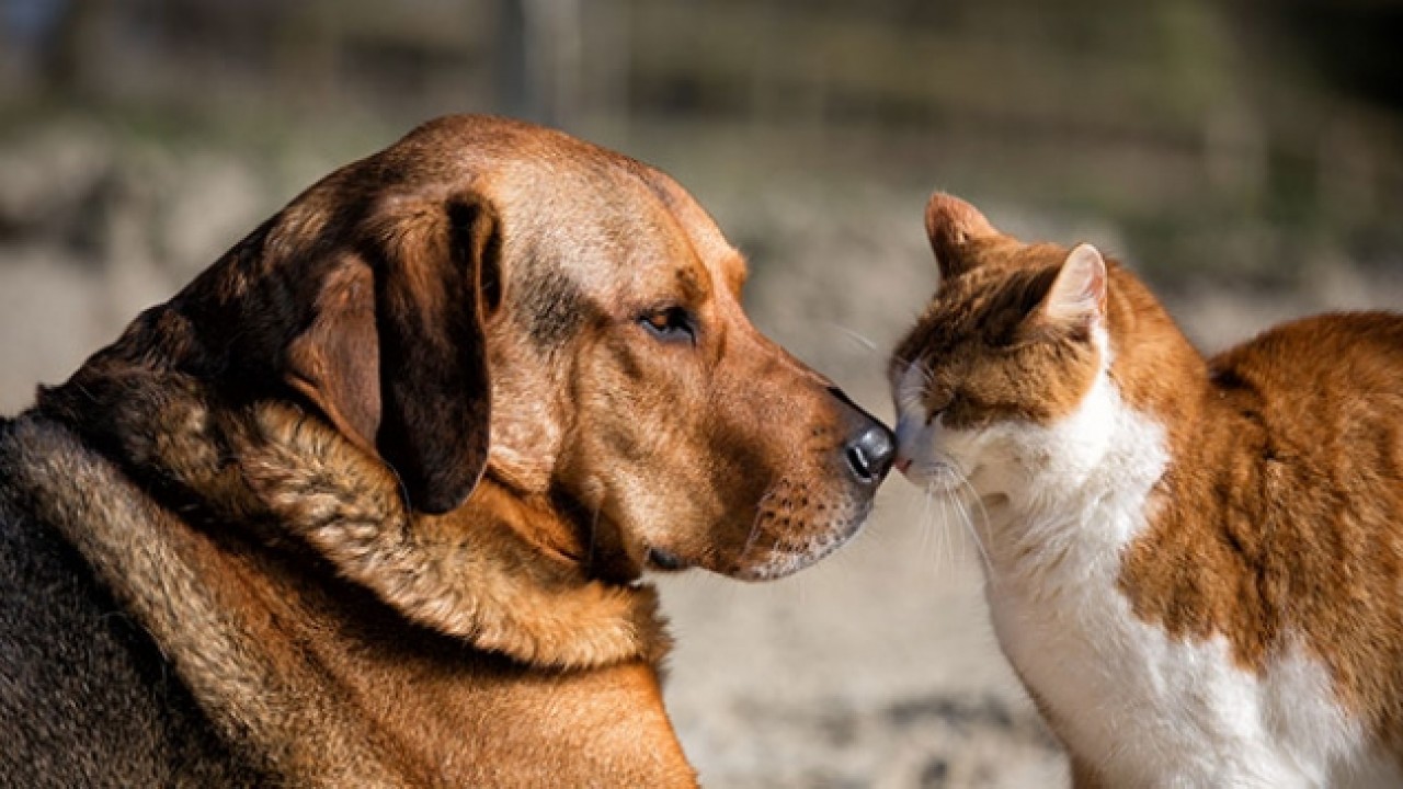 80 metrekarelik dairelerinde 159 kedi ve yedi köpek besleyen çift hapis cezası aldı