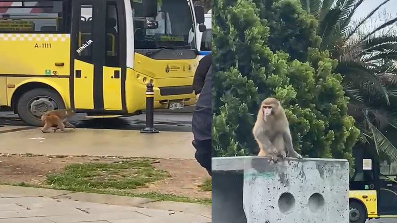 İstanbul'da firari maymun: İnsanlara saldırıp kayıplara karıştı