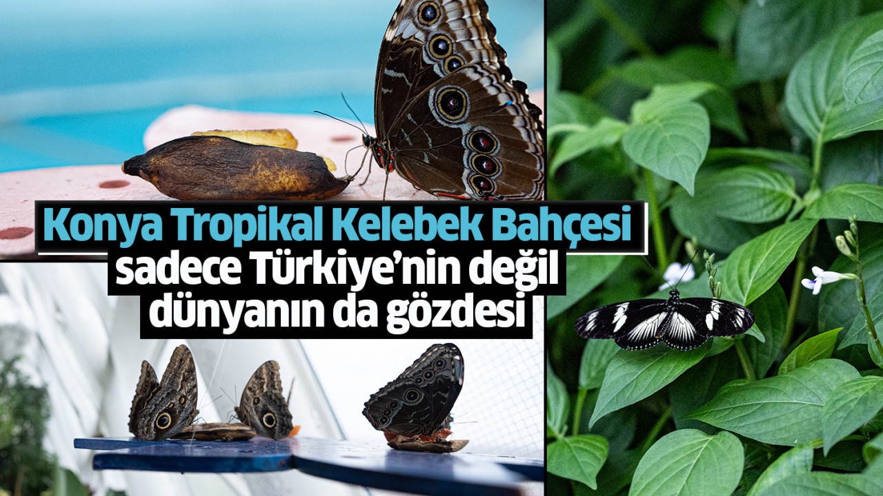 Konya Tropikal Kelebek Bahçesi sadece Türkiye’nin değil dünyanın da gözdesi