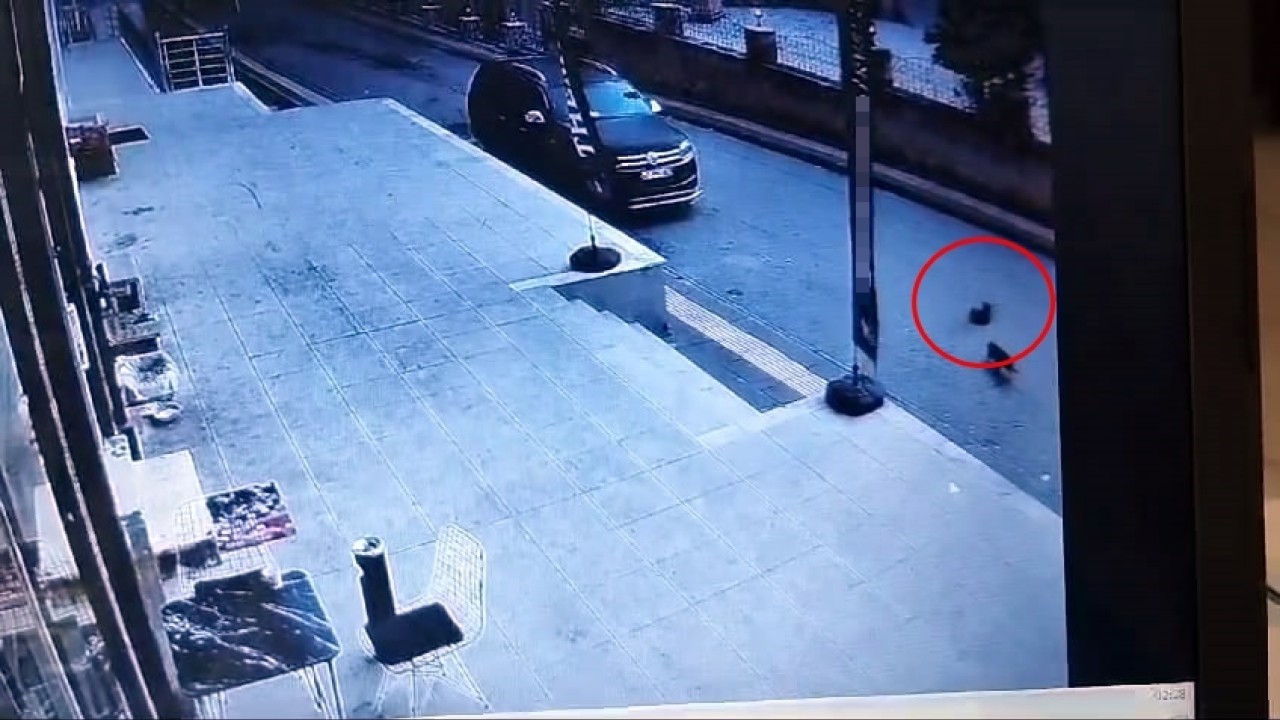 Sokak kedisini ezip kaçan sürücüye 7 bin 216 lira ceza!