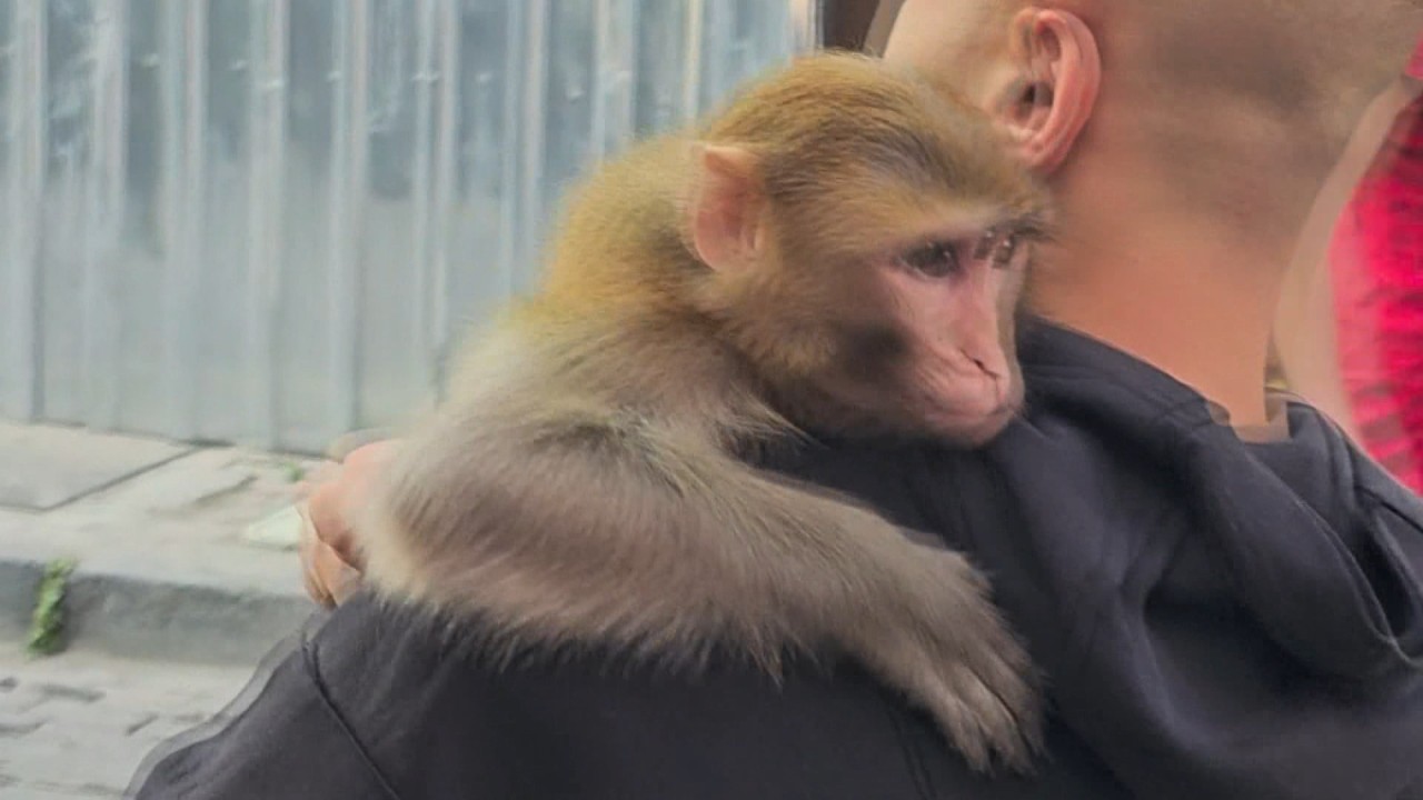 Maymun "Momo" yine ortalığı karıştırdı