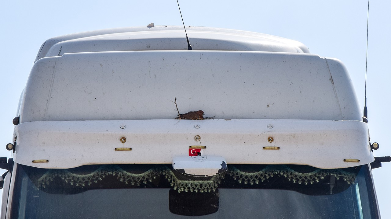 Tır şoförü, aracına yuva yapan kuş için kontak kapattı