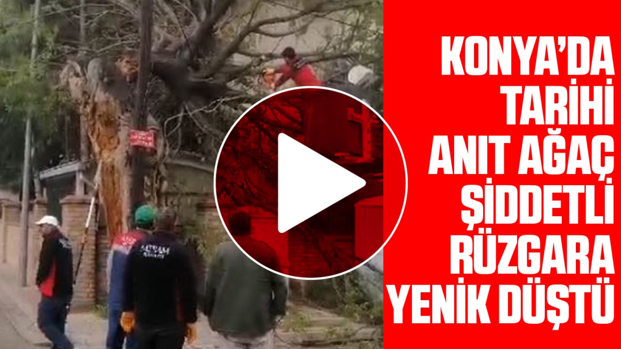 Konya’daki tarihi anıt ağaç şiddetli rüzgara yenik düştü!