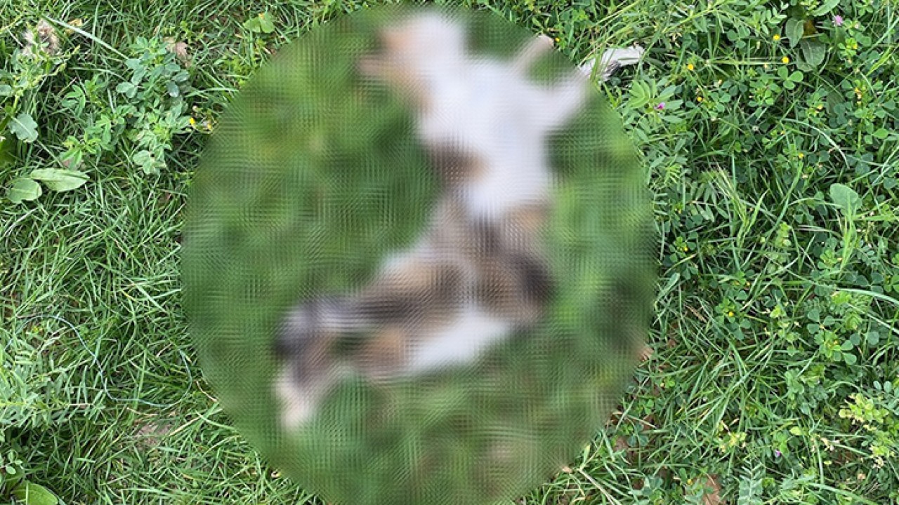6’sı yavru 7 kedi parçalanarak öldürülmüş halde bulundu