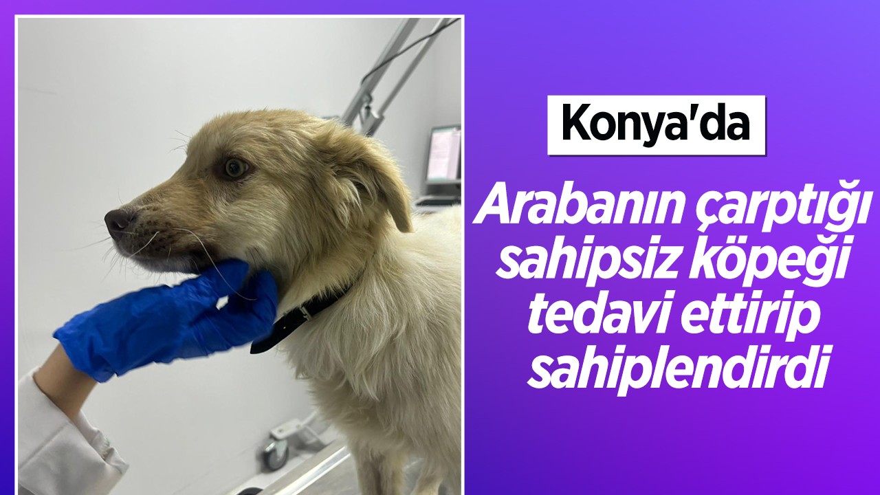 Konya'da araba köpeğe çarpmıştı! Yaralı sahipsiz köpeği tedavi ettirip sahiplendirdi