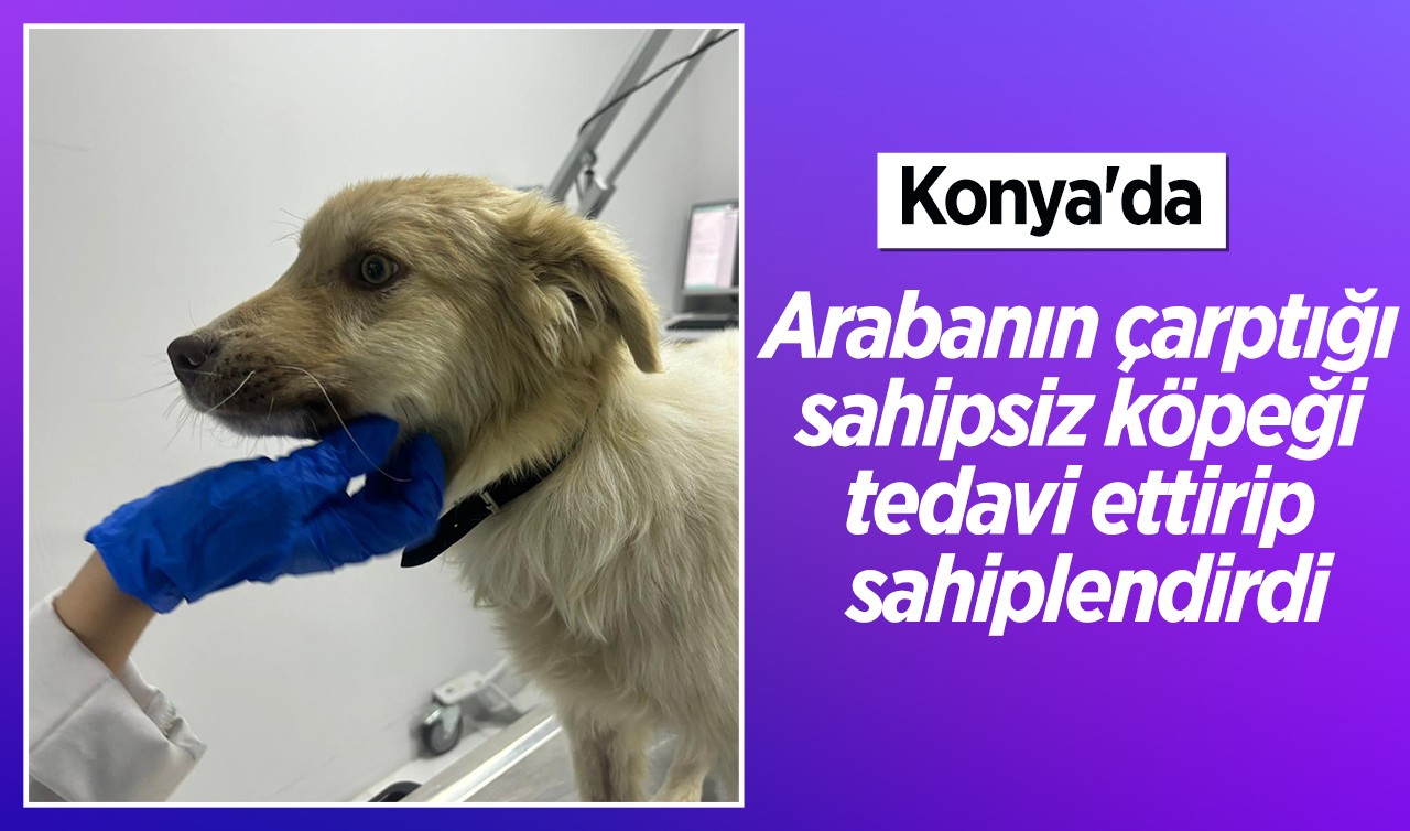 Konya'da araba köpeğe çarpmıştı! Yaralı sahipsiz köpeği tedavi ettirip sahiplendirdi