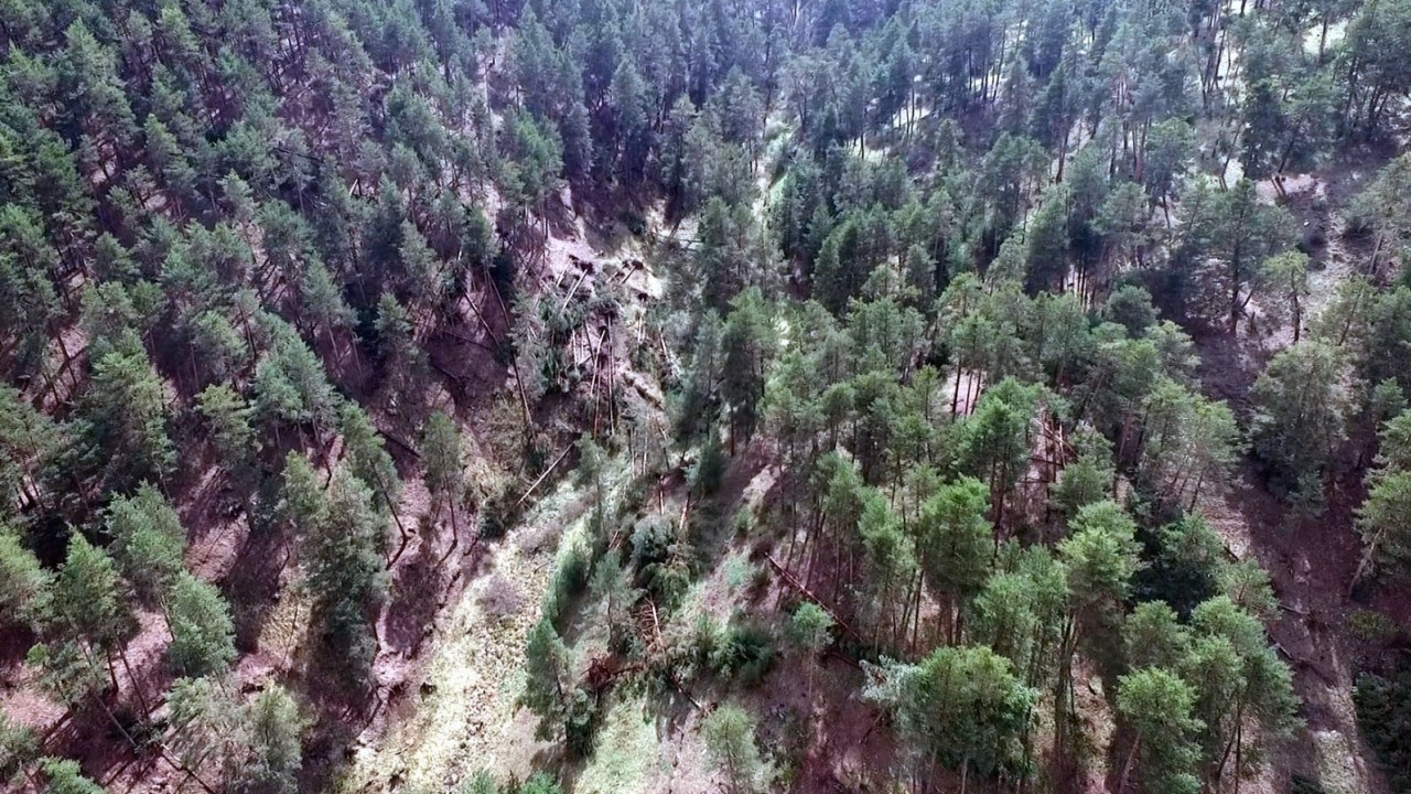 Ormanlık alanda oluşan hortum çam ağaçlarını kökünden söktü