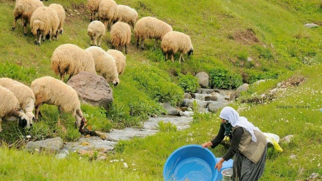 Hayvancılık bitme noktasında! 100 bin lira maaşla çalıştıracak çoban bulamıyorlar