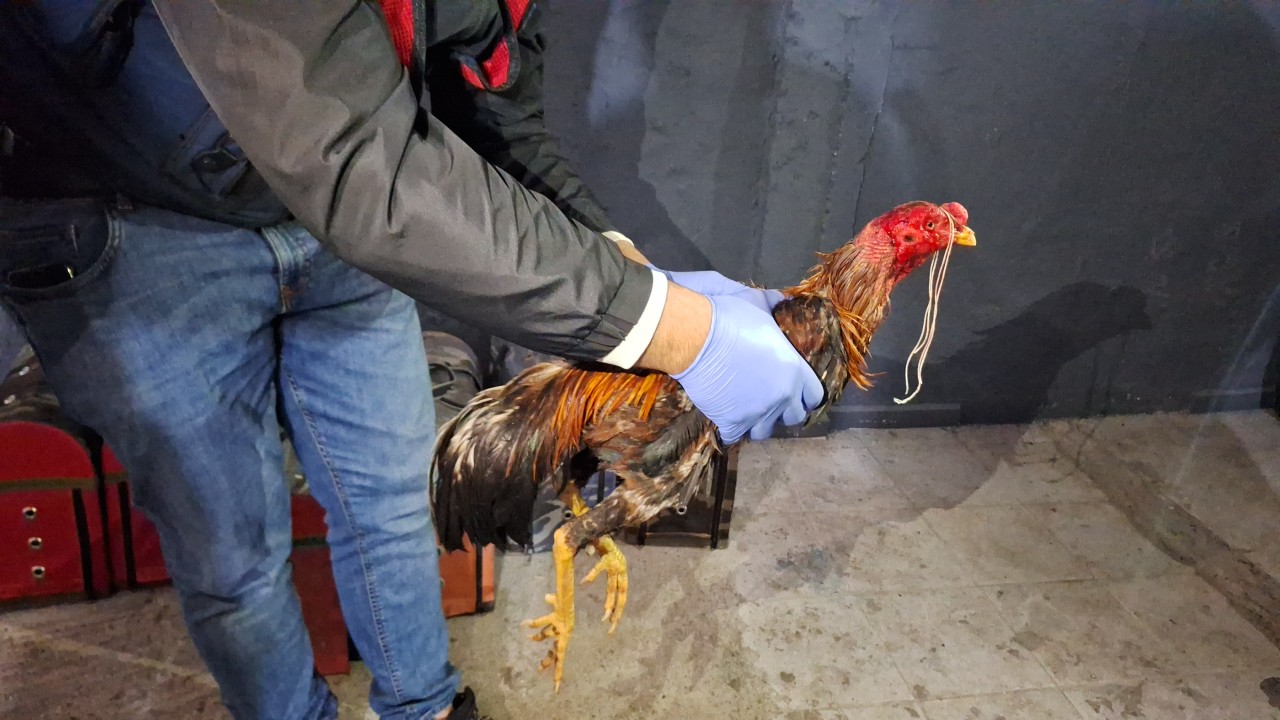 Hayvanları koruma derneği kurup horoz dövüştürdüler: 29 kişi yakalandı