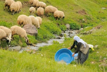 Hayvancılık bitme noktasında! 100 bin lira maaşla çalıştıracak çoban bulamıyorlar