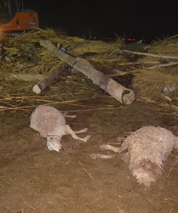 Ahır çöktü: 50 küçükbaş hayvan öldü