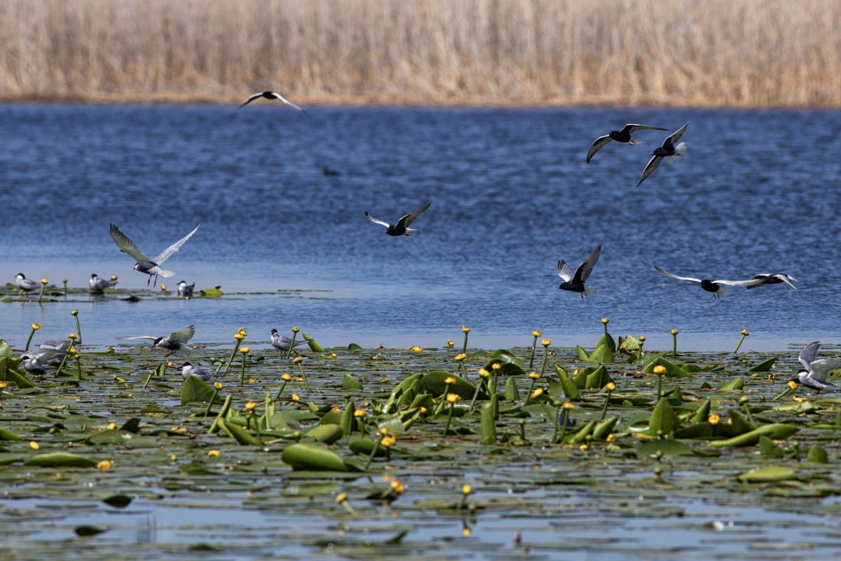 Beyşehir Gölü’nün ’’nilüfer bahçesi’’