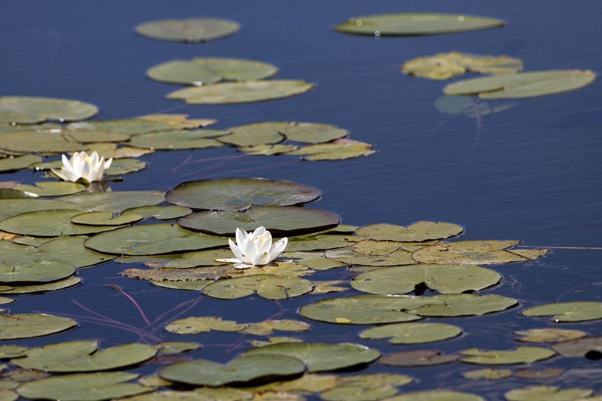 Beyşehir Gölü’nün ’’nilüfer bahçesi’’