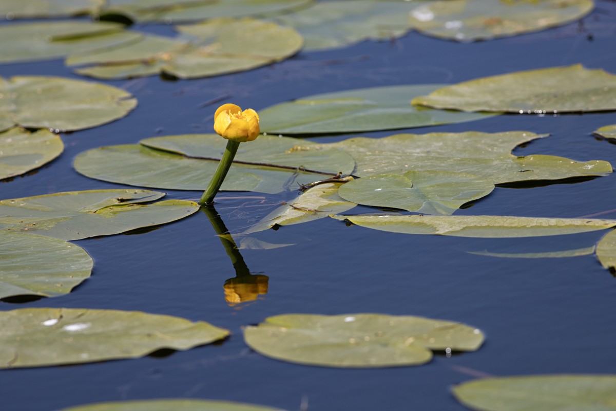 Beyşehir Gölü’nün ’’nilüfer bahçesi’’