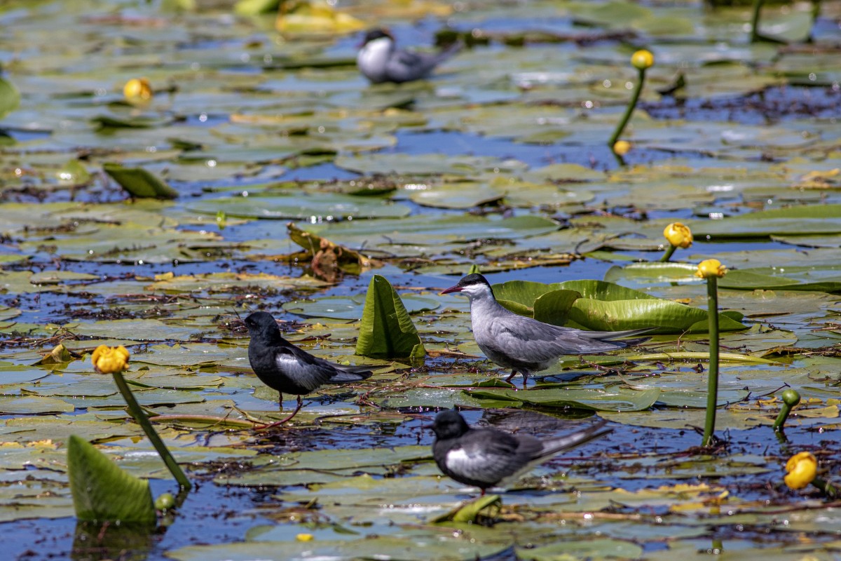 Beyşehir Gölü’nün ’’nilüfer bahçesi’’