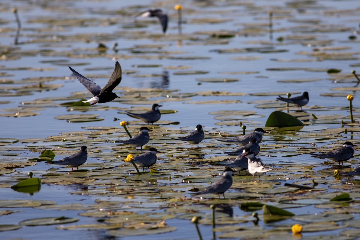 Beyşehir Gölü’nün ’’nilüfer bahçesi’’