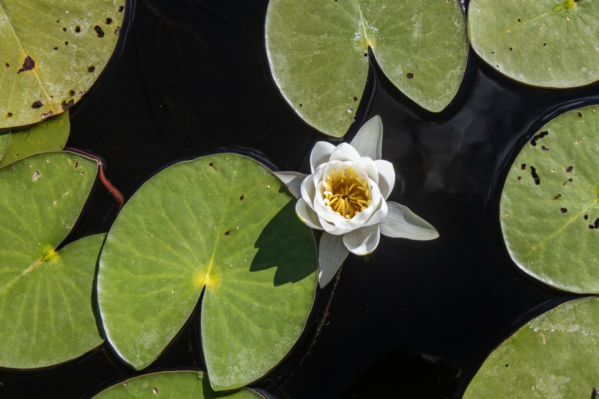 Beyşehir Gölü’nün ’’nilüfer bahçesi’’