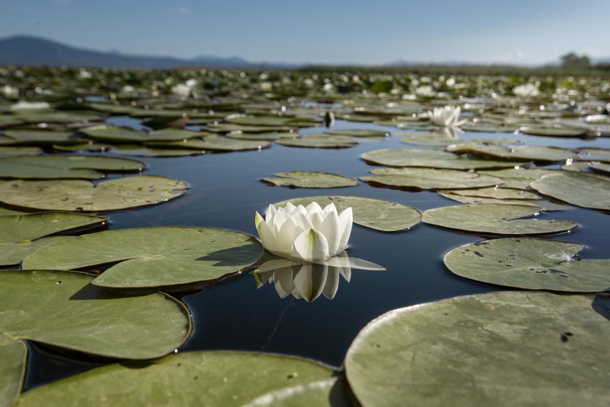 Beyşehir Gölü’nün ’’nilüfer bahçesi’’