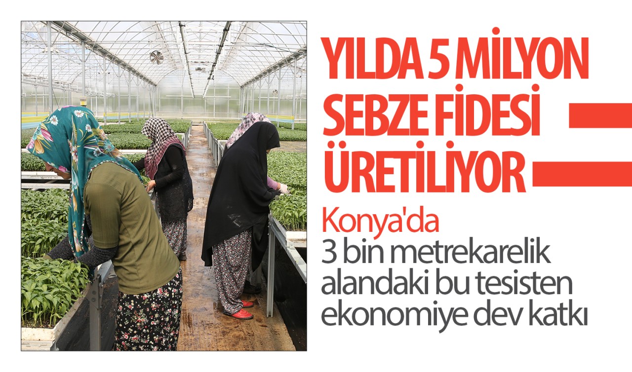 Yılda 5 milyon sebze fidesi üretiliyor: Konya'da 3 bin metrekarelik alandaki bu tesisten ekonomiye dev katkı