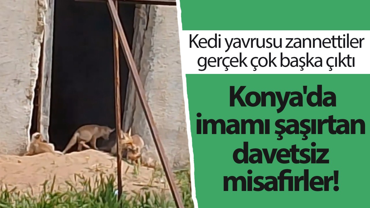 Konya'da imamı şaşırtan davetsiz misafirler! Kedi yavrusu zannettiler gerçek çok başka çıktı