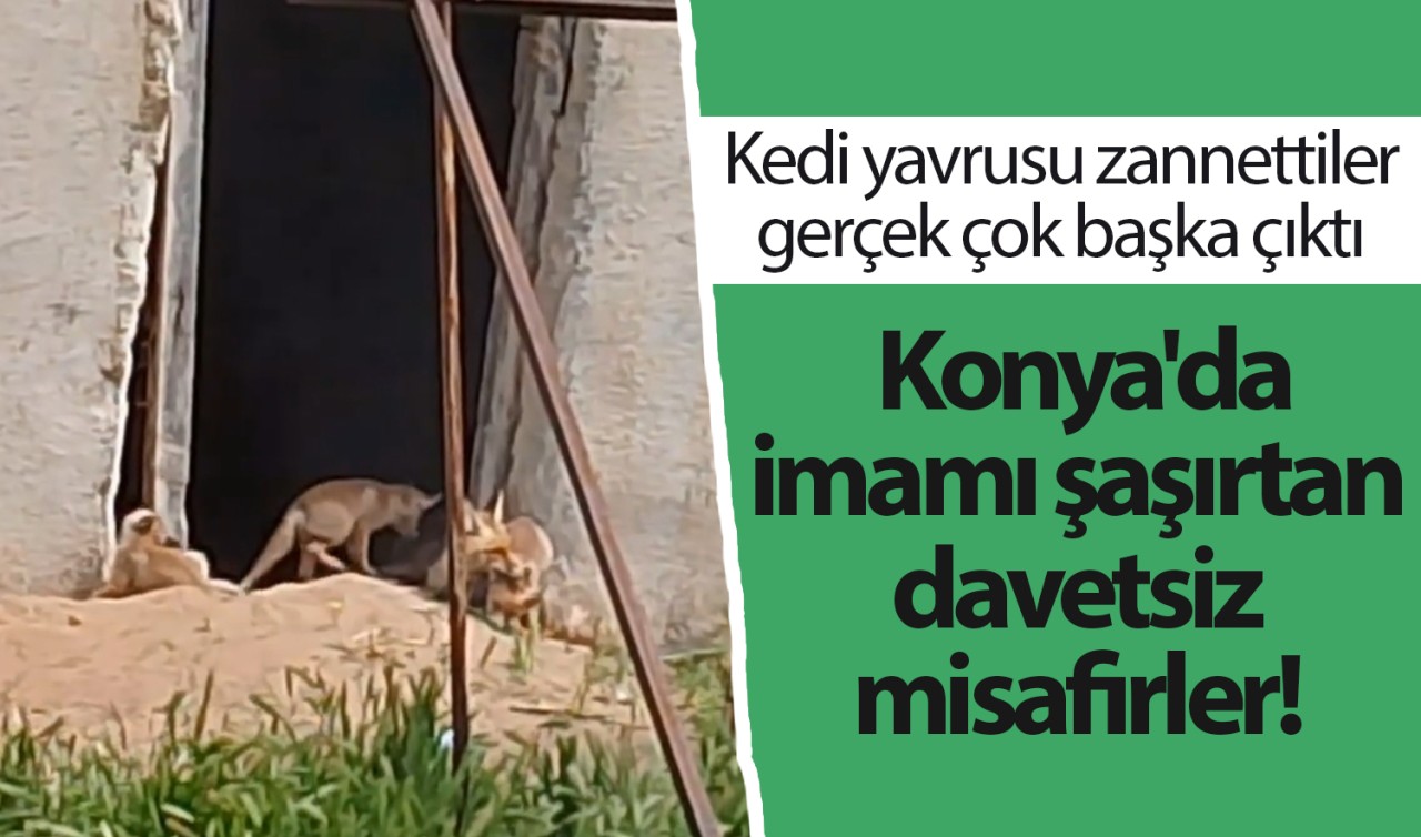 Konya'da imamı şaşırtan davetsiz misafirler! Kedi yavrusu zannettiler gerçek çok başka çıktı 
